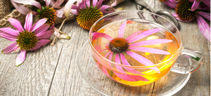 Echinacea tea and extract